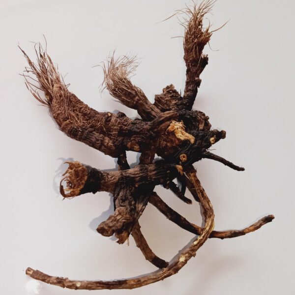 Raíz natural de Osha Ligusticum Porteri fresca