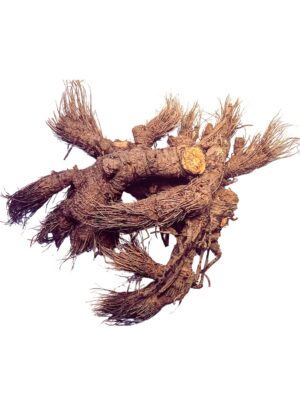 Version 1.0.0 Raíz de Osha Ligusticum Porteri 1oz origen sostenible