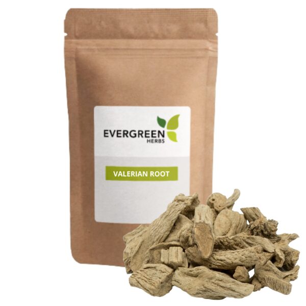 Raíz de valeriana té y tintura preparar Evergreen Herbs
