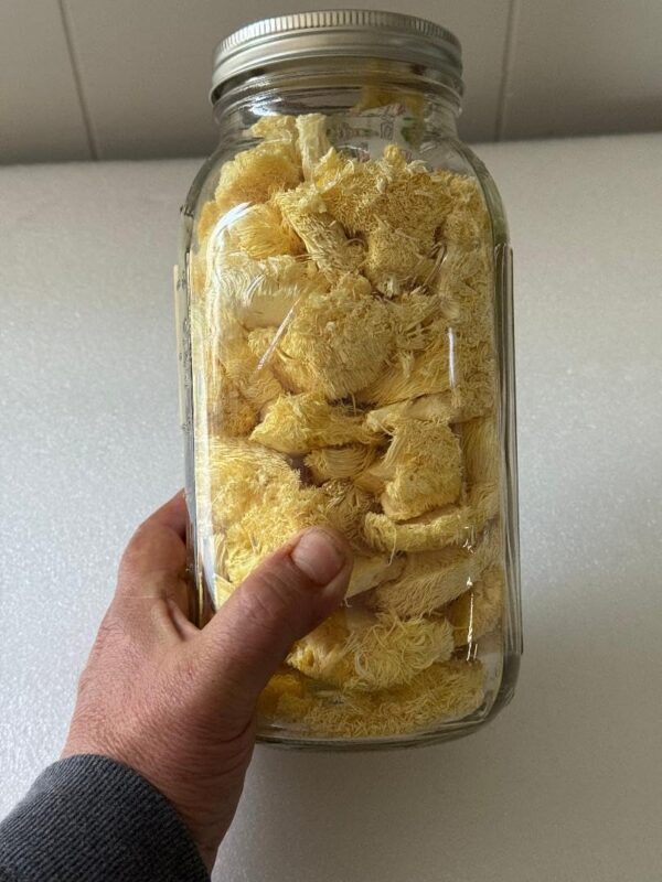 Version 1.0.0 Rebanadas liofilizadas de hongo melena de león en frasco