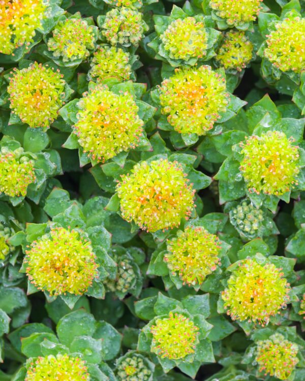 Frasco en estante con etiqueta visible