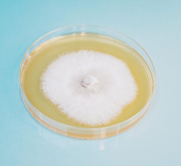 Root Mushroom Farm Agar Extracto de Malta