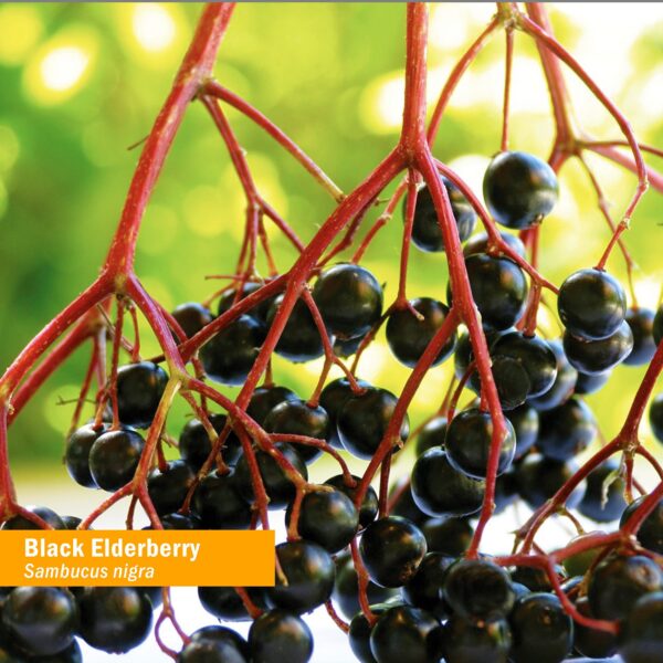 Sambucus Nigra extracto de saúco negro natural y puro