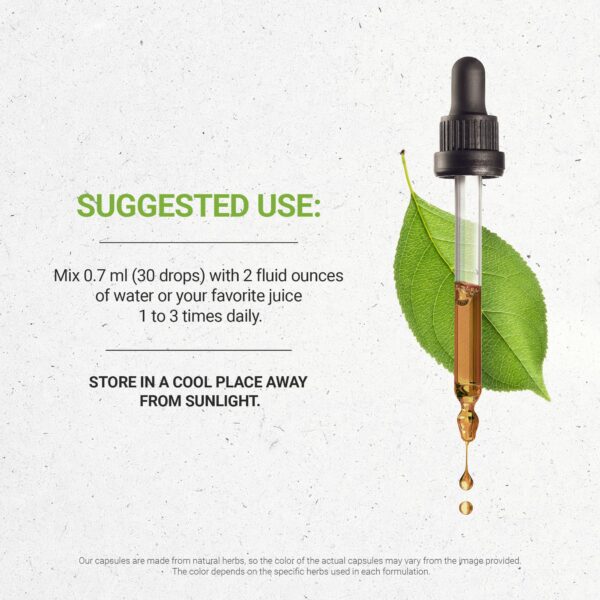 Matcha té verde orgánico certificado planta camellia sinensis