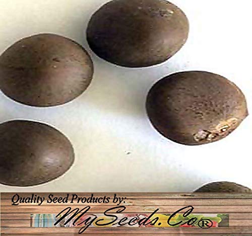 Version 1.0.0 Semillas Camellia sinensis para cultivo de te natural