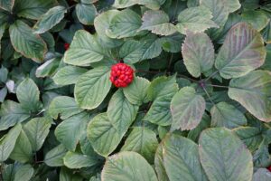 Semillas de ginseng estratificadas paquete 1 libra