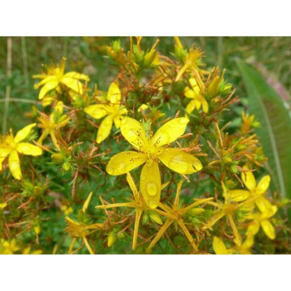 Paquete de semillas amarillas de hipérico para jardinería y flores