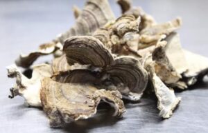 Setas de cola de pavo secas salvajes de EE. UU.