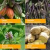 Spray calmar nervios Herb Pharm kava pasiflora