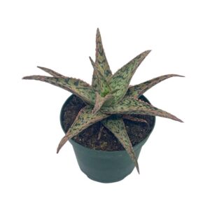 Version 1.0.0 Succulenta aloe blanco Aloe rauhii en maceta de 4 pulgadas