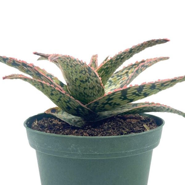 Suculenta aloe blanca con forma de roseta y manchas características