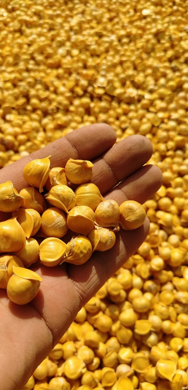 Suplemento ajo japonés natural 250 unidades Morel Distribution