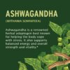 Version 1.0.0 Suplemento ayurvédico ashwagandha Banyan Botánicals
