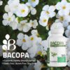 Suplemento Bronson Bacopa con hierba tradicional
