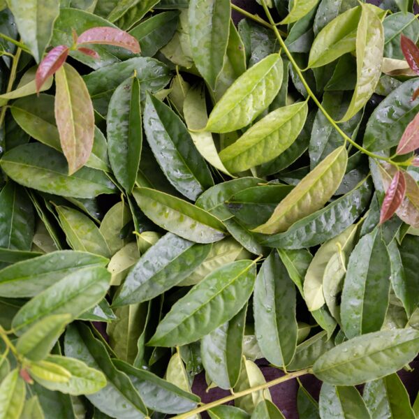 Suplemento cerebral Guayusa Herb Pharm 60 cápsulas