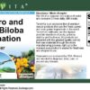 Suplemento Eleuthero y Ginkgo Biloba polvo natural para salud