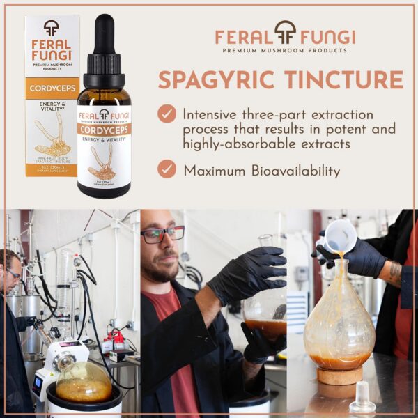 Suplemento extracto Cordyceps 1oz
