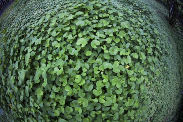 Suplemento de 375mg Gotu Kola para memoria y piel