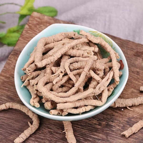 Suplemento herbal raíz natural Thinleaf Milkwort Polygala Tenuifolia