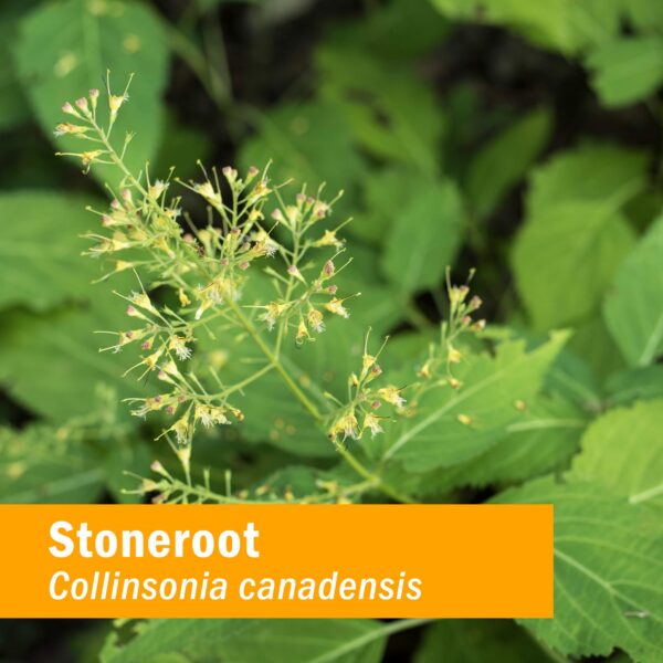 Suplemento herbal Stoneroot para soporte cardiovascular Herb Pharm