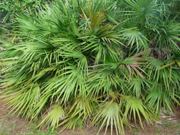 Cápsulas de Saw Palmetto y extractos herbales próstata