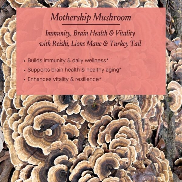 Suplemento de hongos con ingredientes naturales