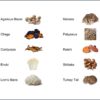 Suplemento natural de hongos en polvo para rendimiento y resistencia