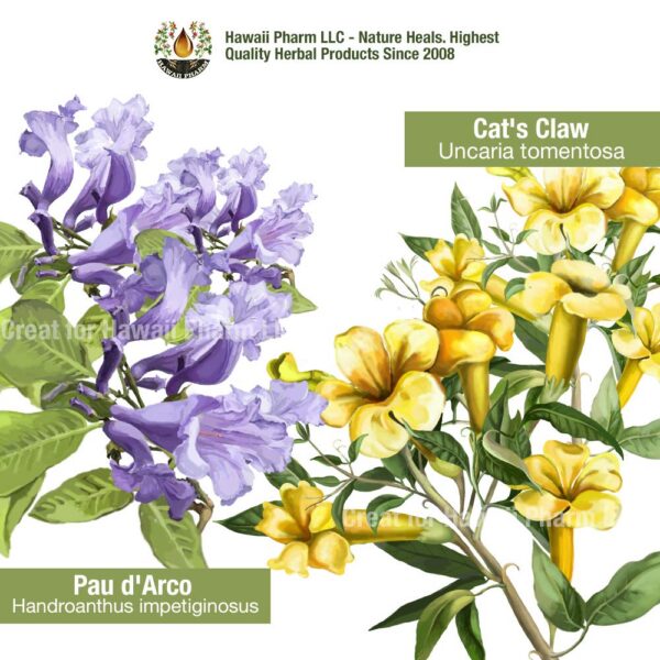 Version 1.0.0 Extracto líquido natural de hierbas para salud inmunológica