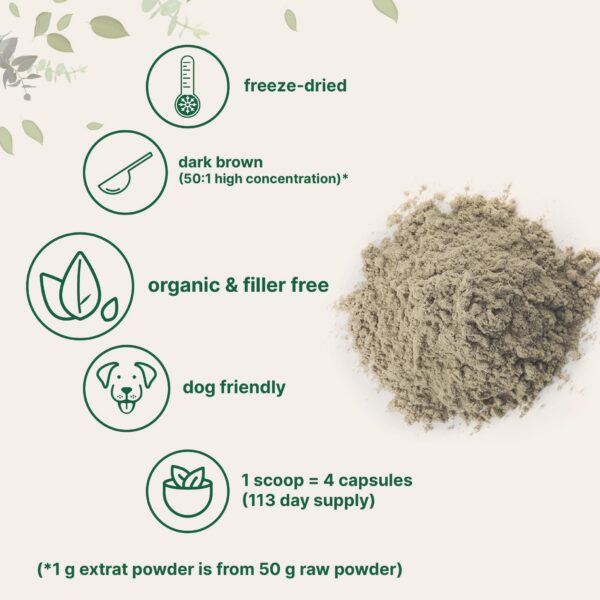 Suplemento natural para sistema inmune con polvo turkey tail