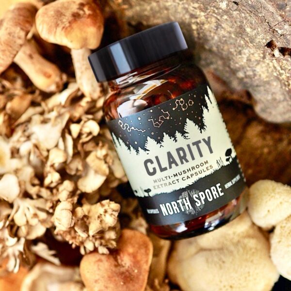 Suplemento nootrópico con melena de león y reishi