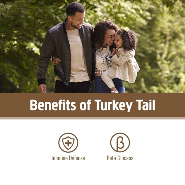 Suplemento OM Mushroom polvo de hongos orgánico Turkey Tail