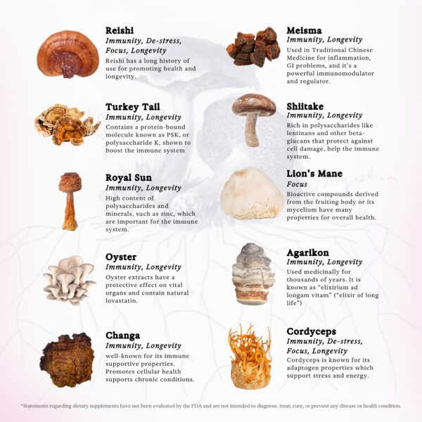 Version 1.0.0 Tintura líquida de hongos melena de león y turkey tail Rainbo