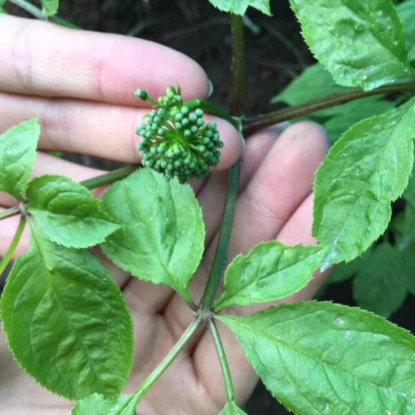 Version 1.0.0 Suplementos herbales de té de flor de ginseng Changbai 500g