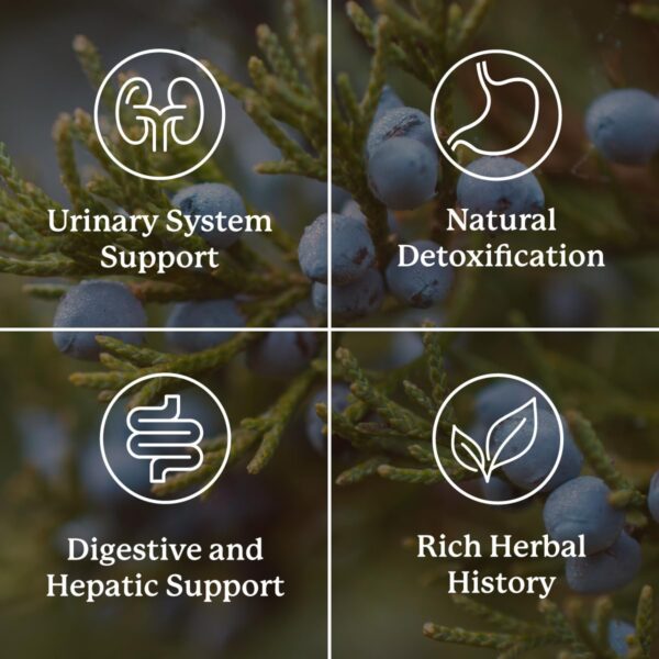 Suplementos hierbas naturales Kidney Activator para riñones