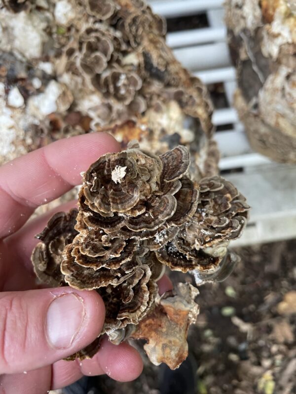 Cartón y botella tintura de setas Hodgins Harvest 4 onzas