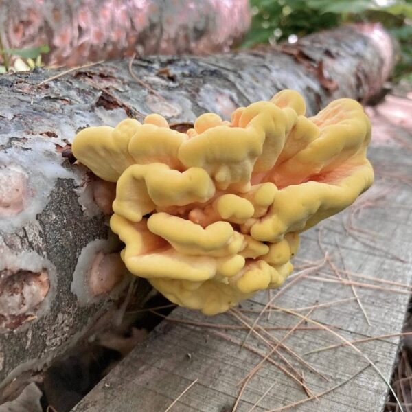 Tapones de micelio para cultivo de Chicken of the Woods