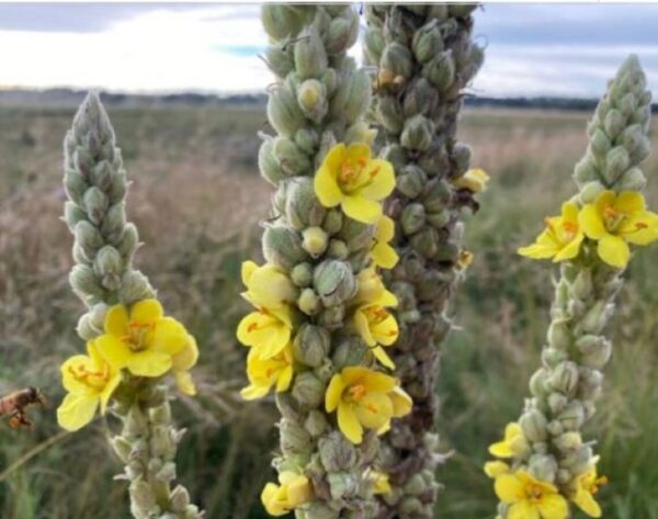 Version 1.0.0 Taza con té de hoja de gordolobo Undelio servido