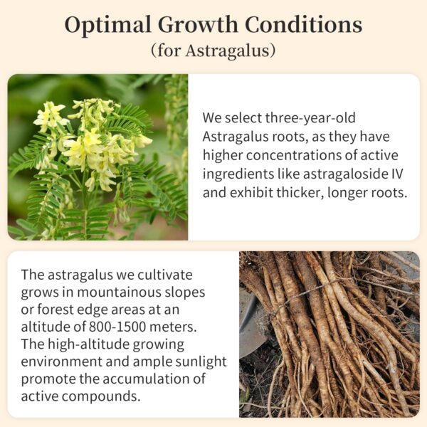 Té nutritivo de astrágalo en rebanadas Wanhua Hall 200 gramos