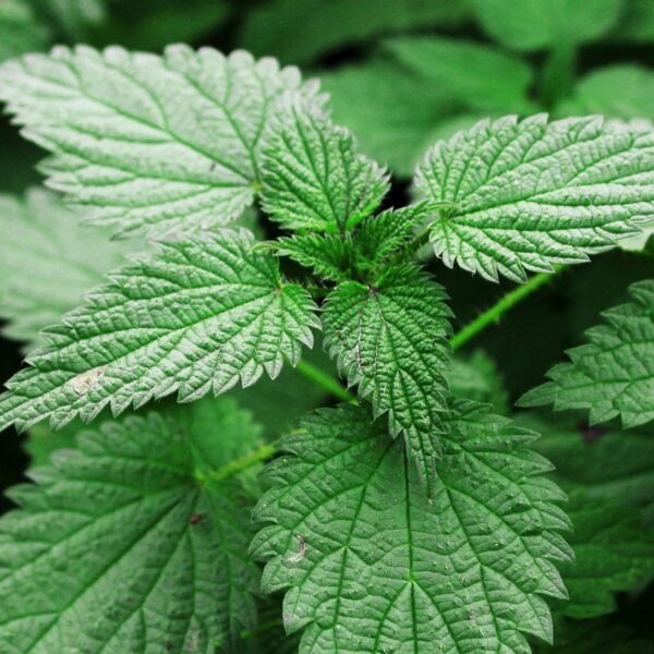 Té ortiga Zokiva rica en vitaminas y antioxidantes