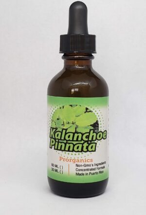 Botella de tintura de Kalanchoe Pinnata orgánica de 2oz