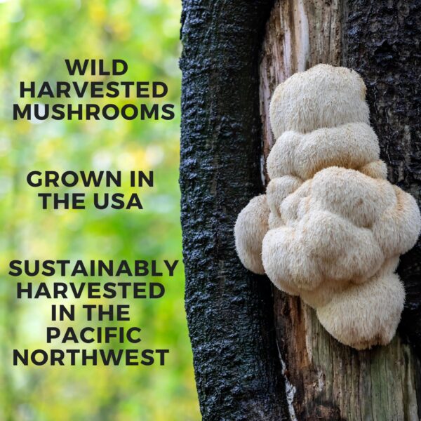 Tintura natural melena de león Manuka Mana