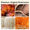 TrueMushroom extrae hongos orgánicos para salud y enfoque