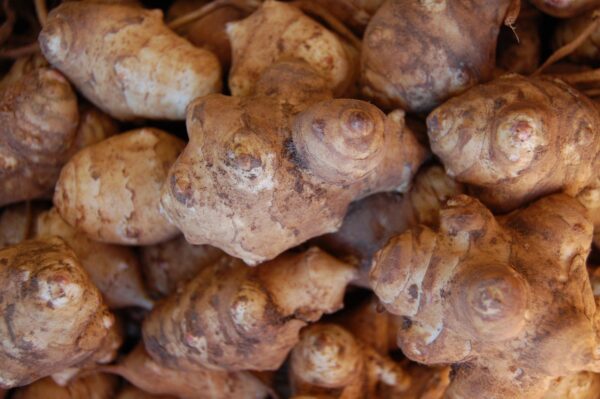 Tubérculos frescos de alcachofa de Jerusalén para consumo