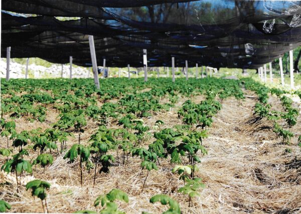 Uso del polvo goldenseal para apoyo inmunológico y respiratorio