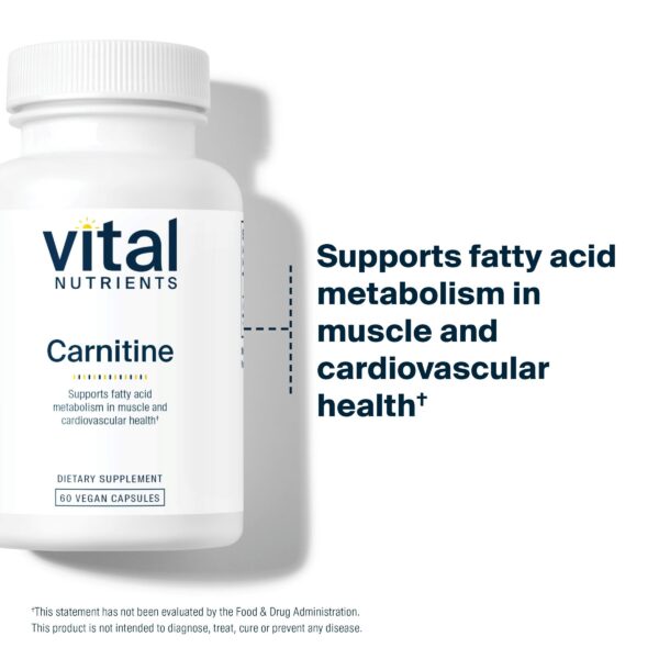 Interior de la caja de Carnitine