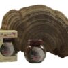 Etiqueta de frasco Ganoderma Applanatum silvestre