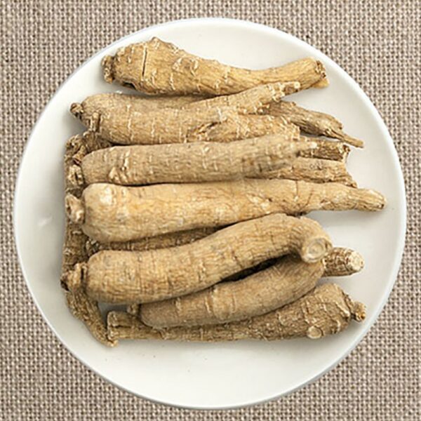 Raíz de ginseng jumbo seleccionada a mano Zen Ginseng