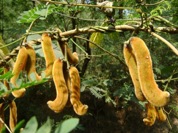 Antioxidantes naturales en Mucuna Pruriens favorables para salud