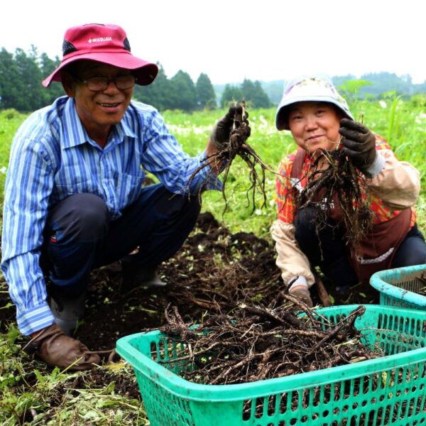 Version 1.0.0 Bastones HEBLIS para apoyo inmunológico y energía rápida