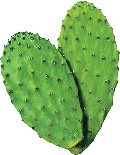 Caja de 3 bolsas polvo orgánico de nopal Maxx Herb